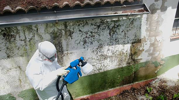 Trusted Black Mold Removal service in Mickleton, NJ - Cheap Mold Removal